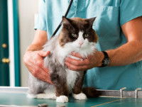 Un chat à poil long passe chez le vétérinaire avant de partir en voyage