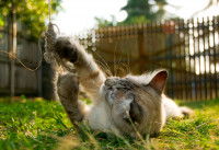 Un chat tigré jouant dans le jardin