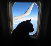 Un chat regardant par le hublot de l'avion