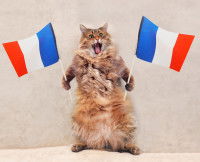 Un gros chat debout tenant deux drapeaux français dans ses pattes