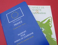 Les documents administratifs du chat nécessaire pour voyager