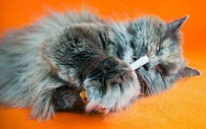 L Intoxication Du Chat Aux Cigarettes