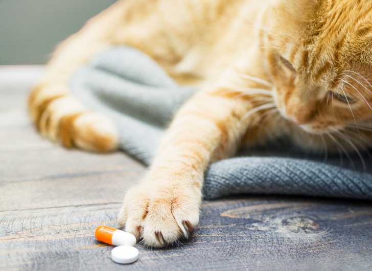 L Intoxication Du Chat Aux Medicaments