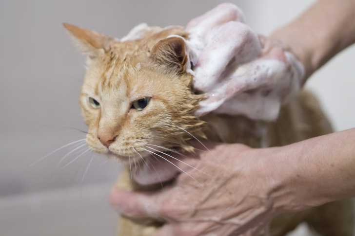 L Intoxication Du Chat Aux Medicaments