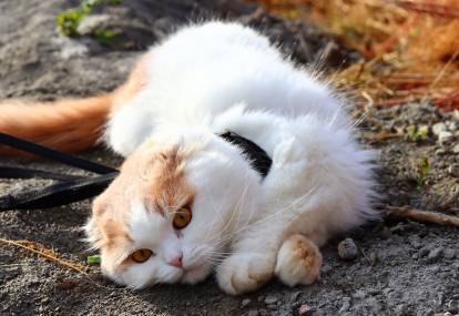 Mon chat a mangé de la mort-au-rat : symptômes, et que faire ?