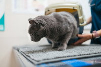 Un vétérinaire installe un chat gris sur la table d'auscultation