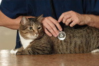 Un vétérinaire ausculte un chat tigré