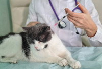 Un vétérinaire fait une piqûre à un chat
