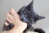 Un chat gris aux yeux verts mord la main d'une femme