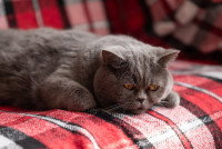 Un chat triste allongé sur le canapé
