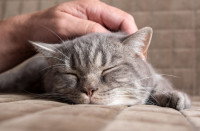 Un homme caresse la tête d'un chat malade