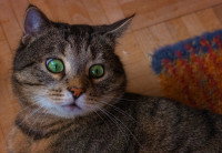 Un chat avec un air stressé allongé dans le salon