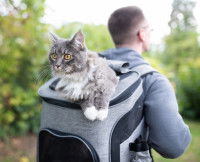 Un randonneur avec son chat sur son sac à dos