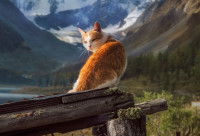 Un chat roux et blanc posant devant un arrière-plan montagneux