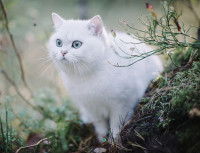 Un chat en forêt observant les environs