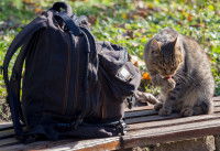 Un chat se léchant la patte à côté d'un sac à dos