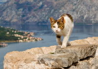 Un chat marchant sur des rochers devant un lac