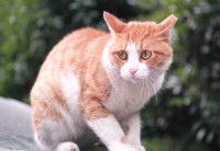 Un chat recroquevillé et apeuré