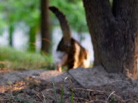 Un chat en forêt vu de dos qui s'en va