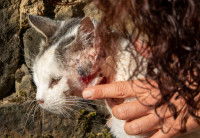 Une femme examinant la blessure au visage d'un chat