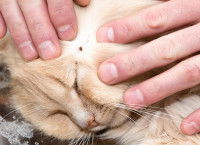 Une tique sur la tête d'un chat