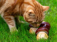 Un chat reniflant des champignons