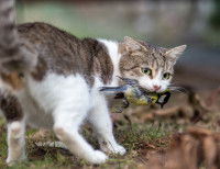 Un chat tenant un oiseau dans la gueule