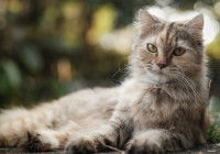 Un chat âgé allongé dans l'herbe