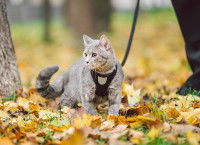 Un chat en laisse en forêt à l'air inquiet