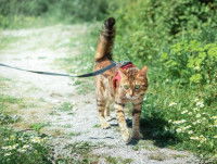 Un chat en laisse marchant en forêt