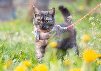 Un chat dans l'herbe tenu en laisse