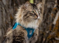 Un chat équipé d'un harnais