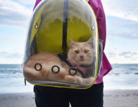 Un chat allongé dans un sac à dos transparent