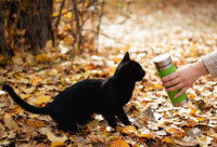 Une femme tendant une gourde à son chat