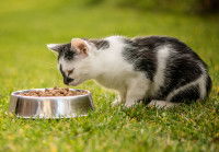 Un chat dans l'herbe regardant sa gamelle de croquettes