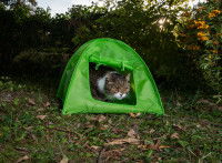 Un chat dans une tente pour chat