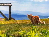 Un chat se promenant seul en montagne