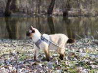 Un chat en laisse marchant le long d'une rivière