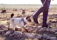 Un chat marchant en laisse sur un sentier plein de pierres