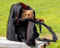 Un chat sortant la tête d'un sac à dos