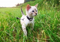 Un chat en laisse se promenant dans l'herbe