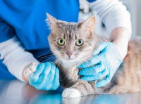 Un vétérinaire examinant un chat