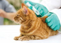 Un chat se faisant vacciner