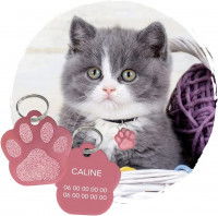 Un chat portant un médaillon en forme de pattes avec numéro de téléphone