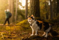 Un chat en forêt éloigné de son maître qui prend des photos