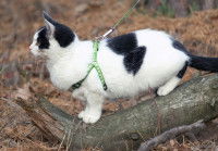 Un chat en laisse à l'arrêt sur un morceau de bois