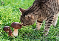 Un chat reniflant des champignons