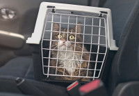 Un chat dans une cage de transport posé sur le siège d'une voiture