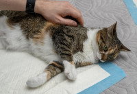 Un homme s'occupe d'un vieux chat incontinent