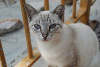 Un chat au teint clair avec de beaux yeux bleus